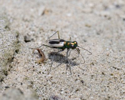 Carabidae - Ground Beetles (family): 11 species