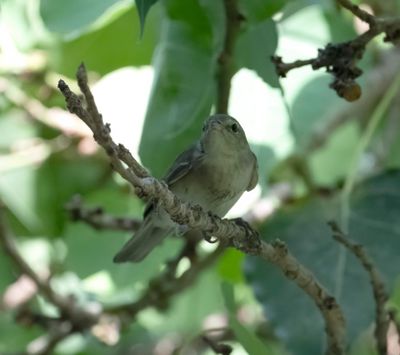 Sylviidae - sylviid babblers, parrotbills, myzornis etc (family): 9 species