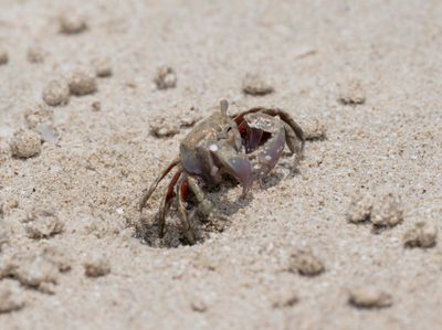 Ocypodidae (family): 3 species