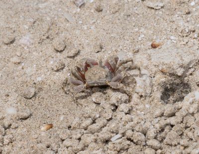 Dotillidae (family): 1 species