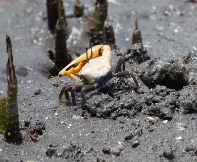 Ocypodidae (family): 3 species