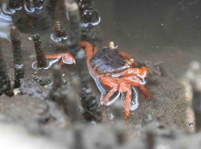 Grapsidae (family): 4 species