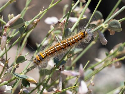 Lasiocampidae (family): 1 species