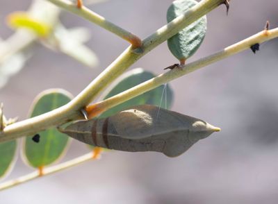 Pieridae - Whites (family of butterflies): 7 species