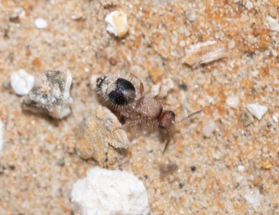 Mutillidae - Velvet Ants (family): 2 species