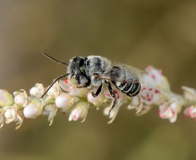 Megachilidae - Leafcutter Bees (family): 8 species
