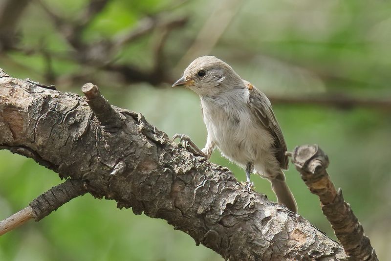 Verdin juvenile, Paradise, AZ_24214a.jpg