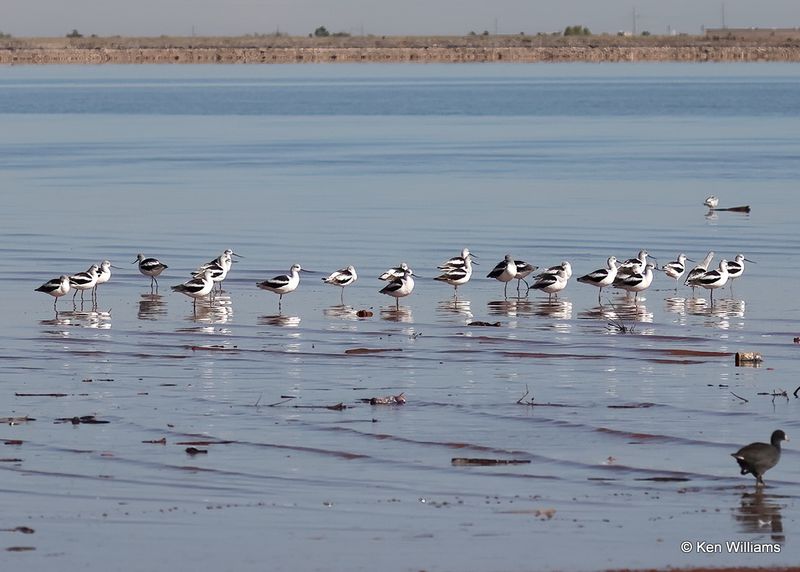 American Avocet, Oklahoma Co, OK, 10-31_2022_051.jpg