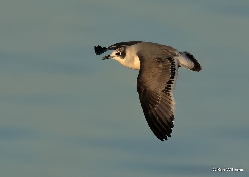 Franklin's Gull, Oklahoma Co, OK, 10-31-2022a_0032.jpg