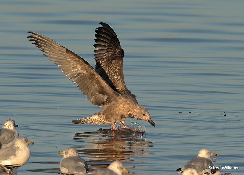 Herring Gull 1st cycle, Oklahoma Co, OK, 10-31-2022a_0102.jpg