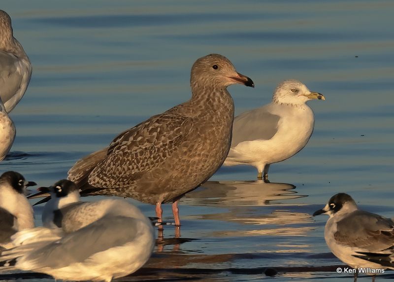 Herring Gull 1st cycle, Oklahoma Co, OK, 10-31-2022a_0112.jpg