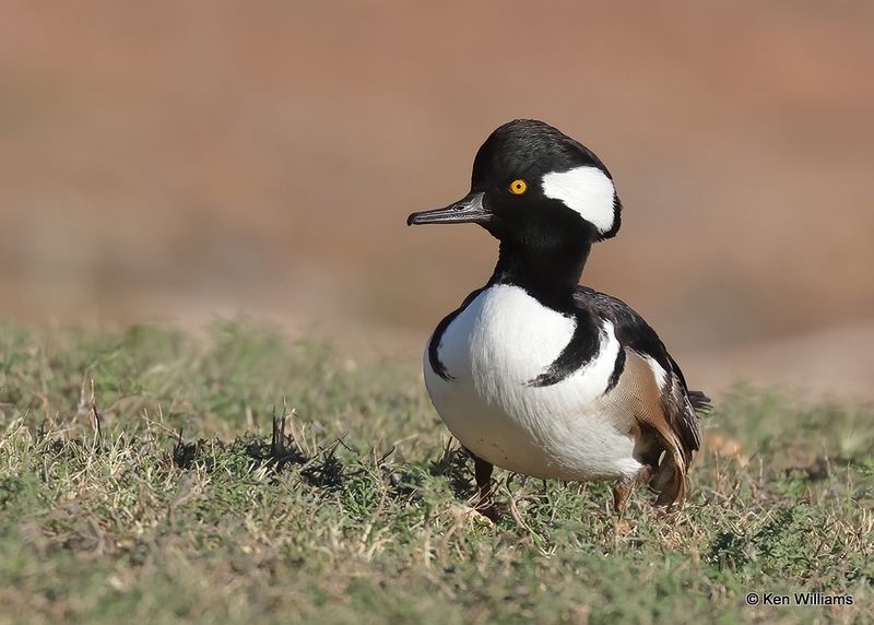 Hooded Merganser male, Oklahoma Co, OK, 10-31-2022a_0240.jpg