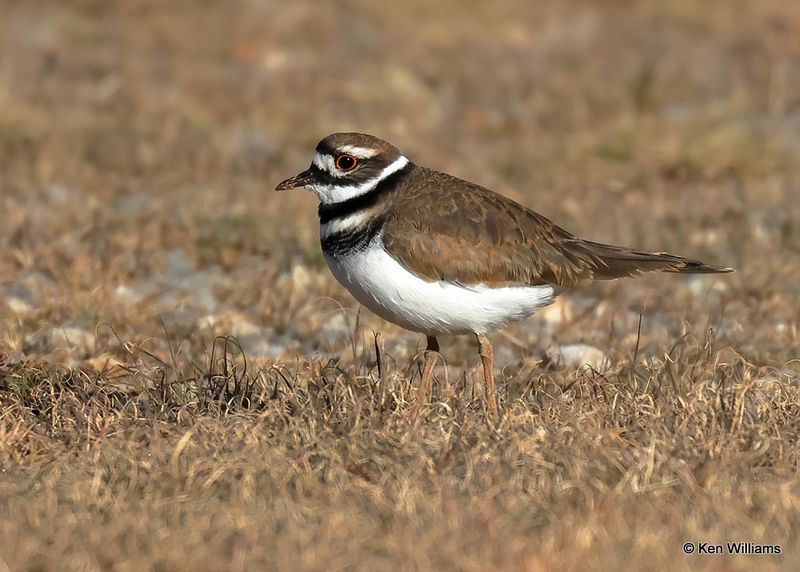Killdeer, Oklahoma Co, OK, 10-31-2022a_0321.jpg