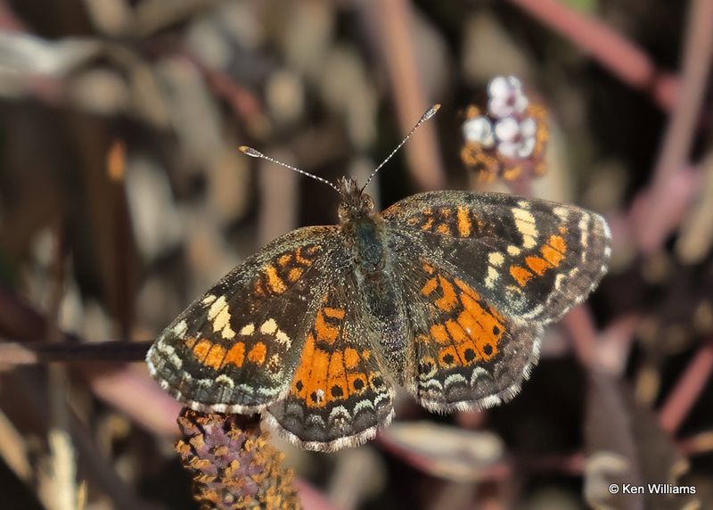Phaon Crescent, Oklahoma Co, OK, 10-31_2022a_0042.jpg