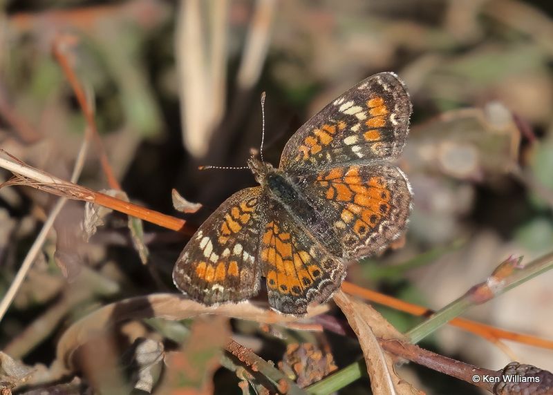 Phaon Crescent, Oklahoma Co, OK, 10-31_2022a_0043.jpg