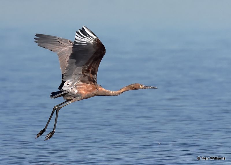 Reddish Egret, dark morph, Oklahoma Co, OK, 10-31-2022a_0473.jpg
