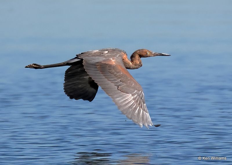 Reddish Egret, dark morph, Oklahoma Co, OK, 10-31-2022a_0501.jpg