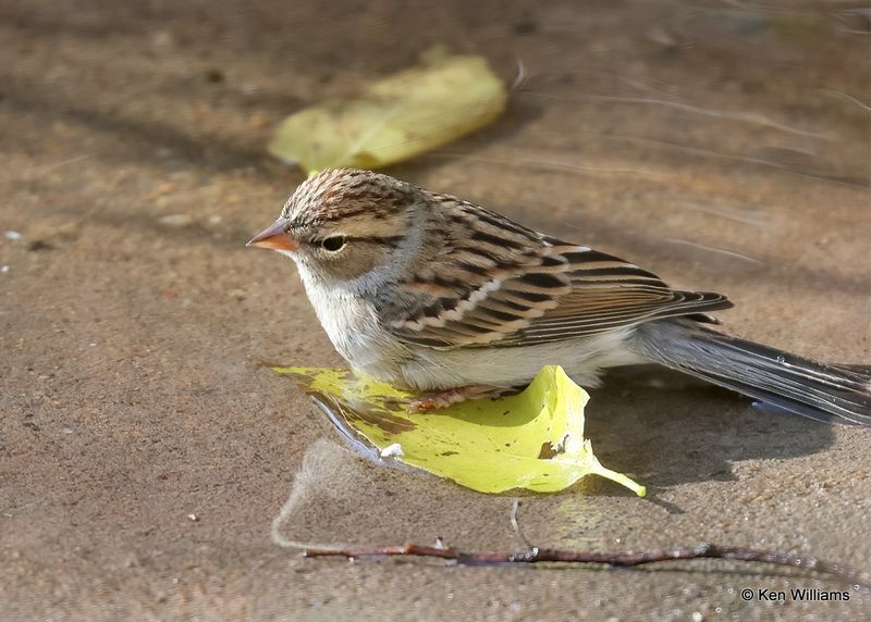 Chipping Sparrow juvenile, Rogers Co yard, OK, 11-2-2022a_0571.jpg