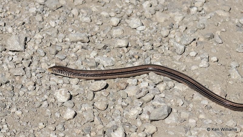 Slender Glass Lizard, Osage Co, OK, 11-2-2022a_0627.jpg