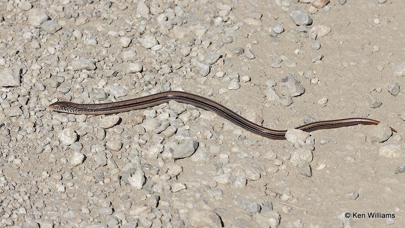 Slender Glass Lizard, Osage Co, OK, 11-2-2022aa_0645.jpg