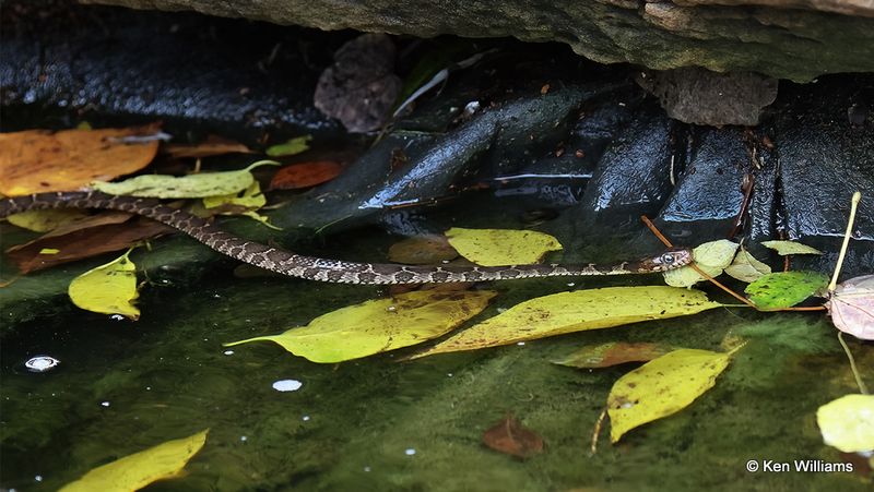 Plain-bellied Water Snake juvenile, Rogers Co yard, OK, 11-10-2022a_0721.jpg