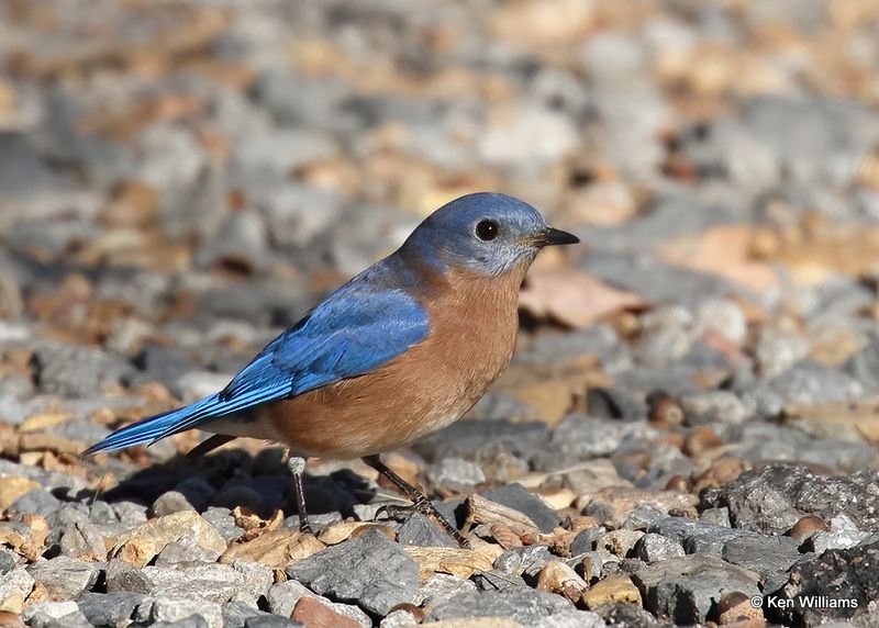 :Eastern Bluebird: