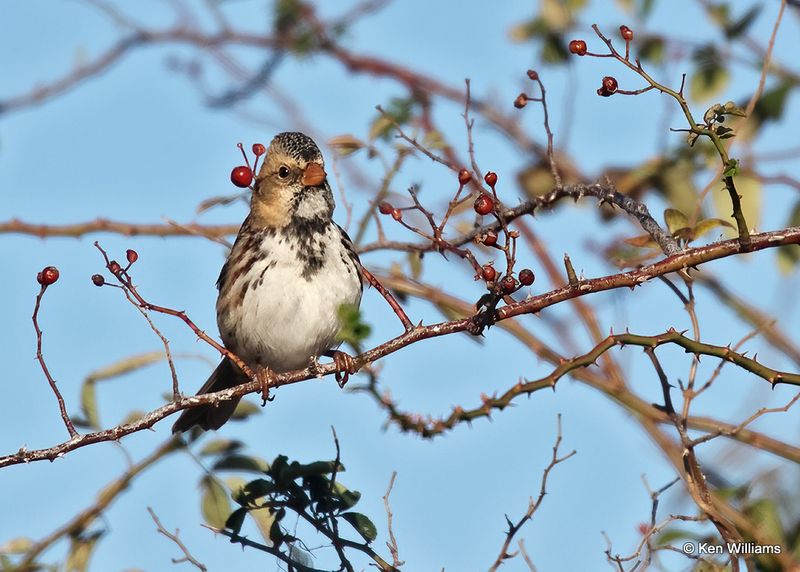 Harris's Sparrow juvenile, Wagoner Co, OK, 11-13-2022a_0955.jpg