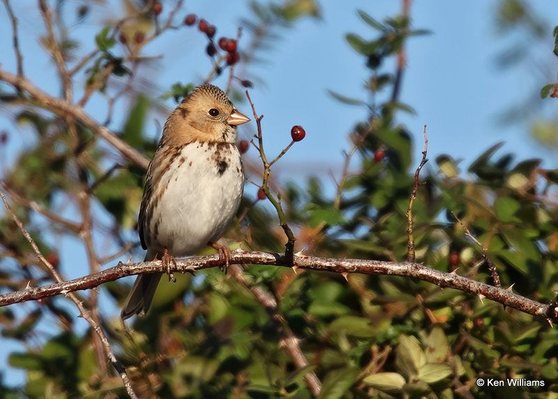 Harris's Sparrow juvenile, Wagoner Co, OK, 11-13-2022a_0958.jpg