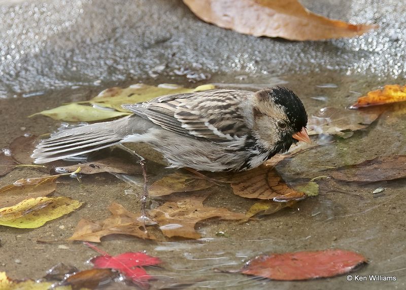 Harris's Sparrow, Rogers Co yard, OK, 11-10-2022a_0738.jpg