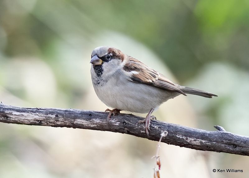 House Sparrow male, Rogers Co yard, OK, 11-11-2022a_0833.jpg