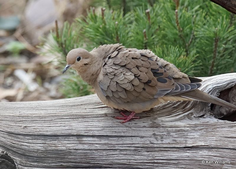 Mourning Dove, Rogers Co yard, OK, 11-11-2022a_0751.jpg