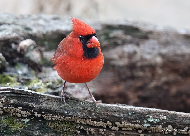 Northern Cardinal male, Wagoner Co, OK, 11-13-2022a_0810.jpg