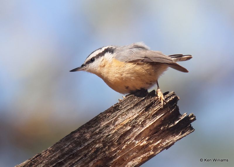 Red-breasted Nuthatch, Wagoner Co, OK, 11-13-2022a_0983.jpg