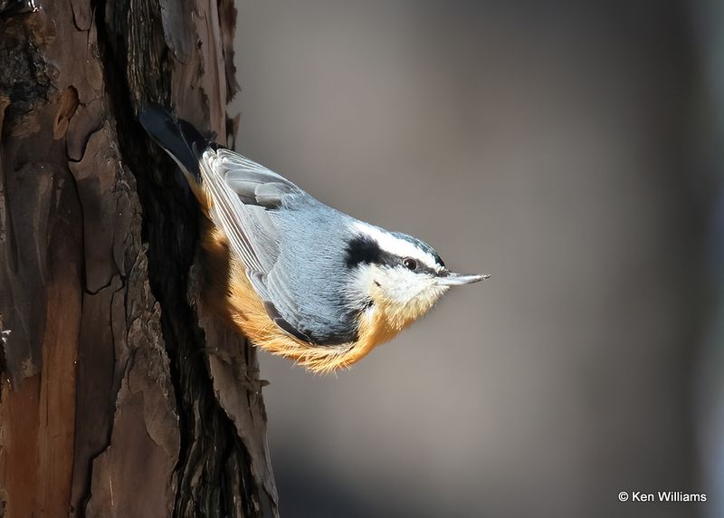 Red-breasted Nuthatch, Wagoner Co, OK, 11-13-2022as_1110.jpg