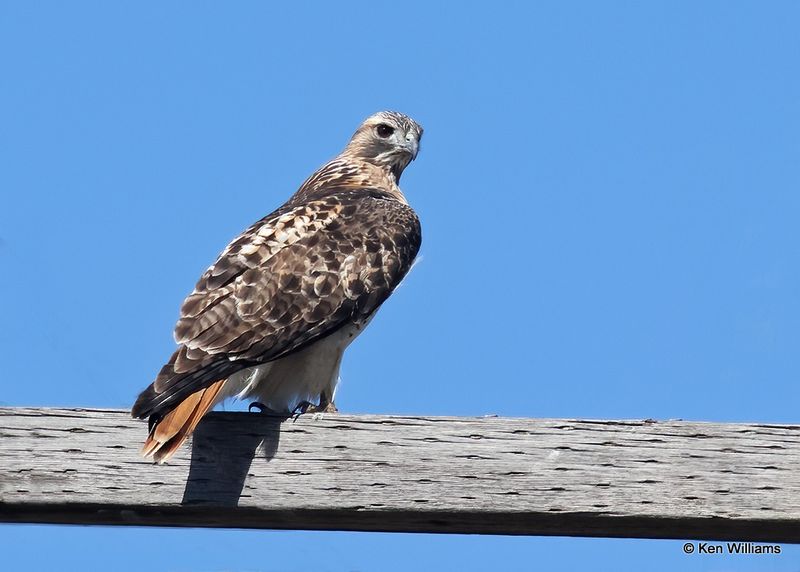 Red-tailed Hawk, Wagoner Co, OK, 11-13-2022a_1499.jpg