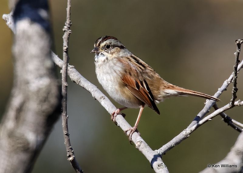 Swamp Sparrow, Wagoner Co, OK, 11-13-2022a_1454.jpg