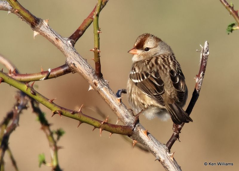 White-crowned Sparrow juvenile, Wagoner Co, OK, 11-13-2022a_0864.jpg