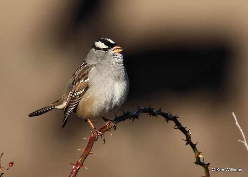 White-crowned Sparrow, Wagoner Co, OK, 11-13-2022a_0885.jpg