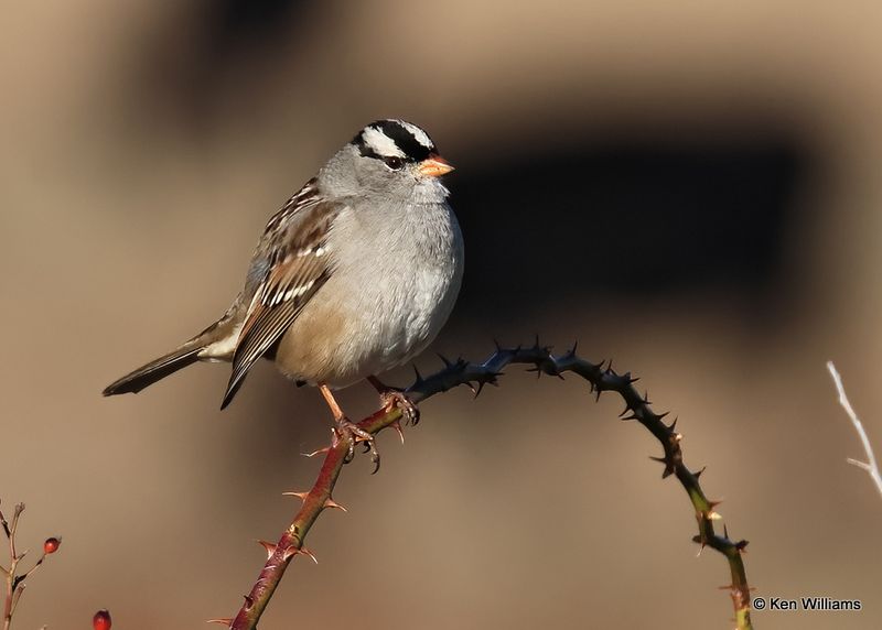 White-crowned Sparrow, Wagoner Co, OK, 11-13-2022a_0892.jpg