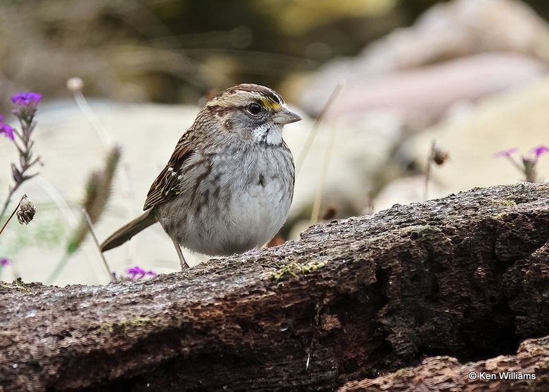White-throated Sparrow, Rogers Co yard, OK, 11-11-2022a_0771.jpg
