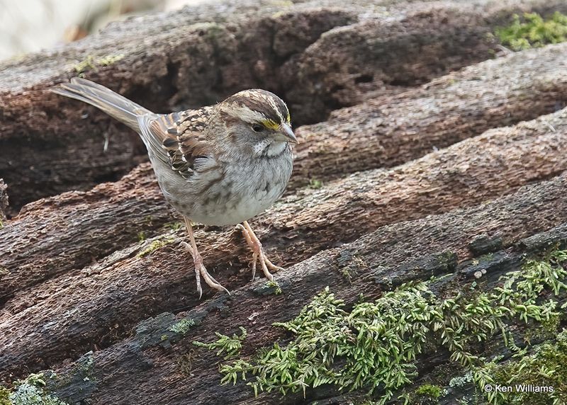 White-throated Sparrow, Rogers Co yard, OK, 11-11-2022a_0777.jpg