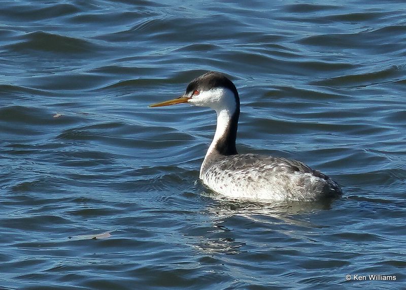 Clark's Grebe x Western Grebe Hybrid, Kay Co, OK, 11-28-2022a_3202.jpg