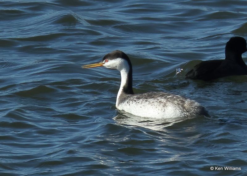 Clark's Grebe x Western Grebe Hybrid, Kay Co, OK, 11-28-2022a_3211.jpg