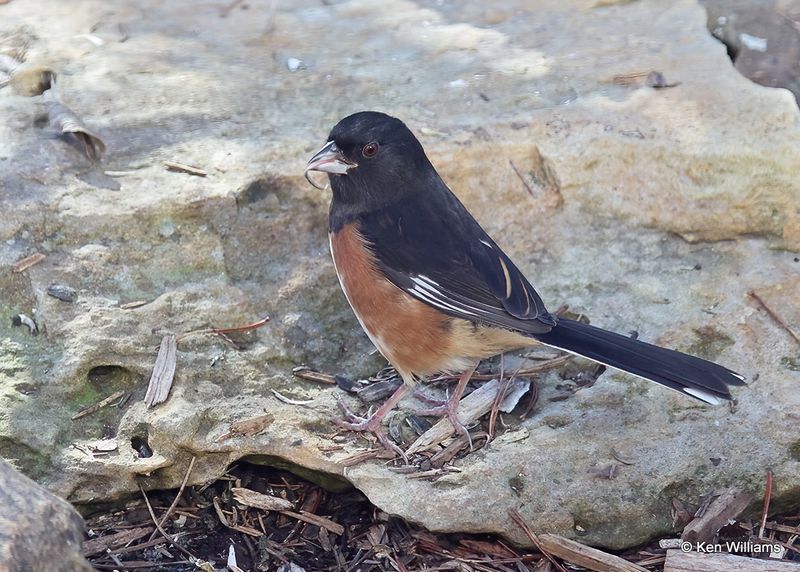 Eastern Towhee male, Rogers Co yard, Ok, 11-25-2022a_2061.jpg