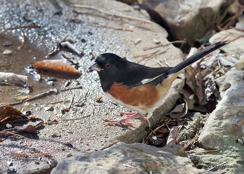 Eastern Towhee male, Rogers Co yard, Ok, 11-25-2022a_2069.jpg