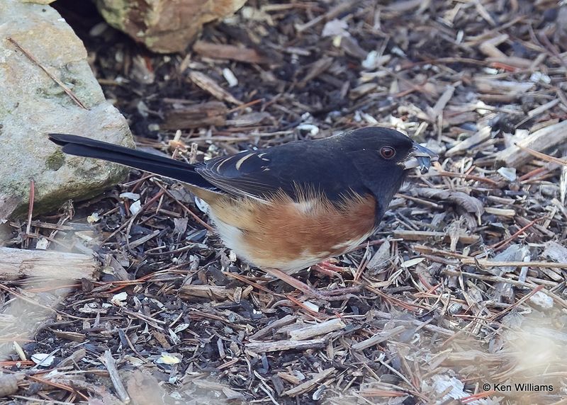 Eastern Towhee male, Rogers Co yard, Ok, 11-25-2022a_2082.jpg