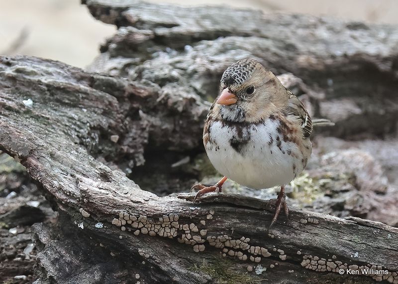 Harris's Sparrow juvenile, Rogers Co yard, Ok, 11-18-2022a_1993.jpg