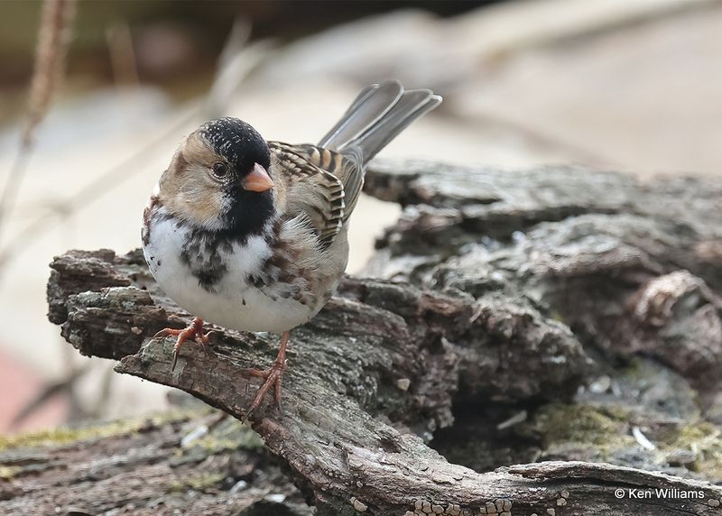 Harris's Sparrow, Rogers Co yard, Ok, 11-18-2022a_2013.jpg
