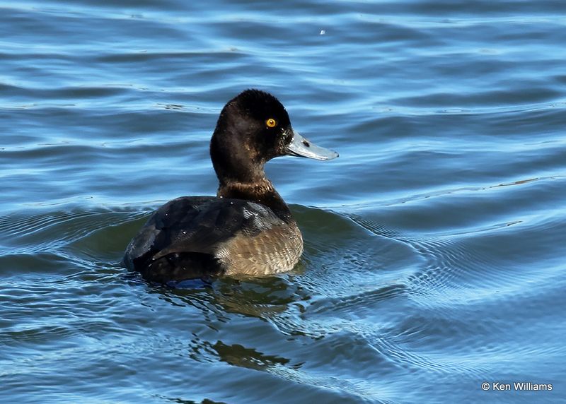 Lesser Scaup male, Kay Co, OK, 11-28-2022a_3008.jpg