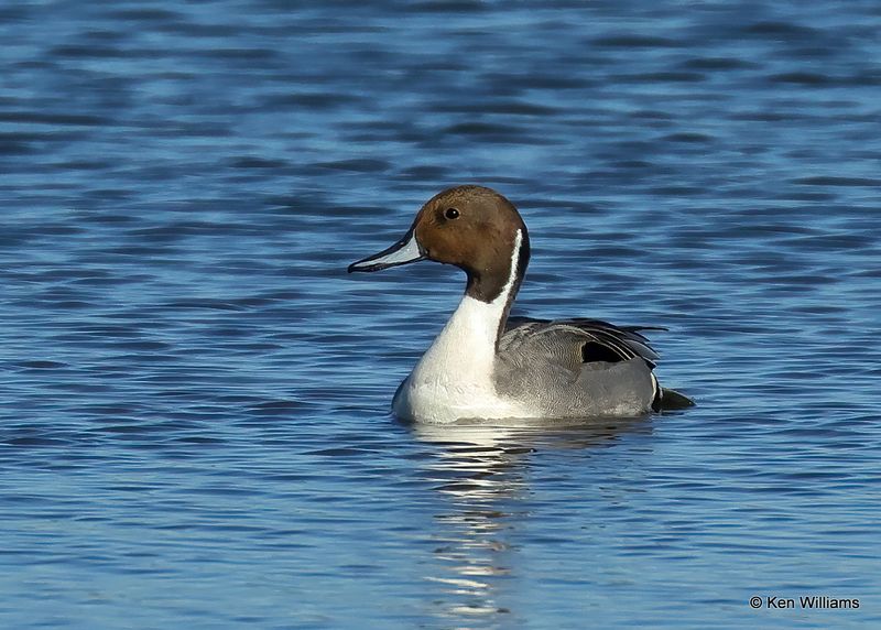 Northern Pintail male, Kay Co, OK, 11-28-2022a_2670.jpg